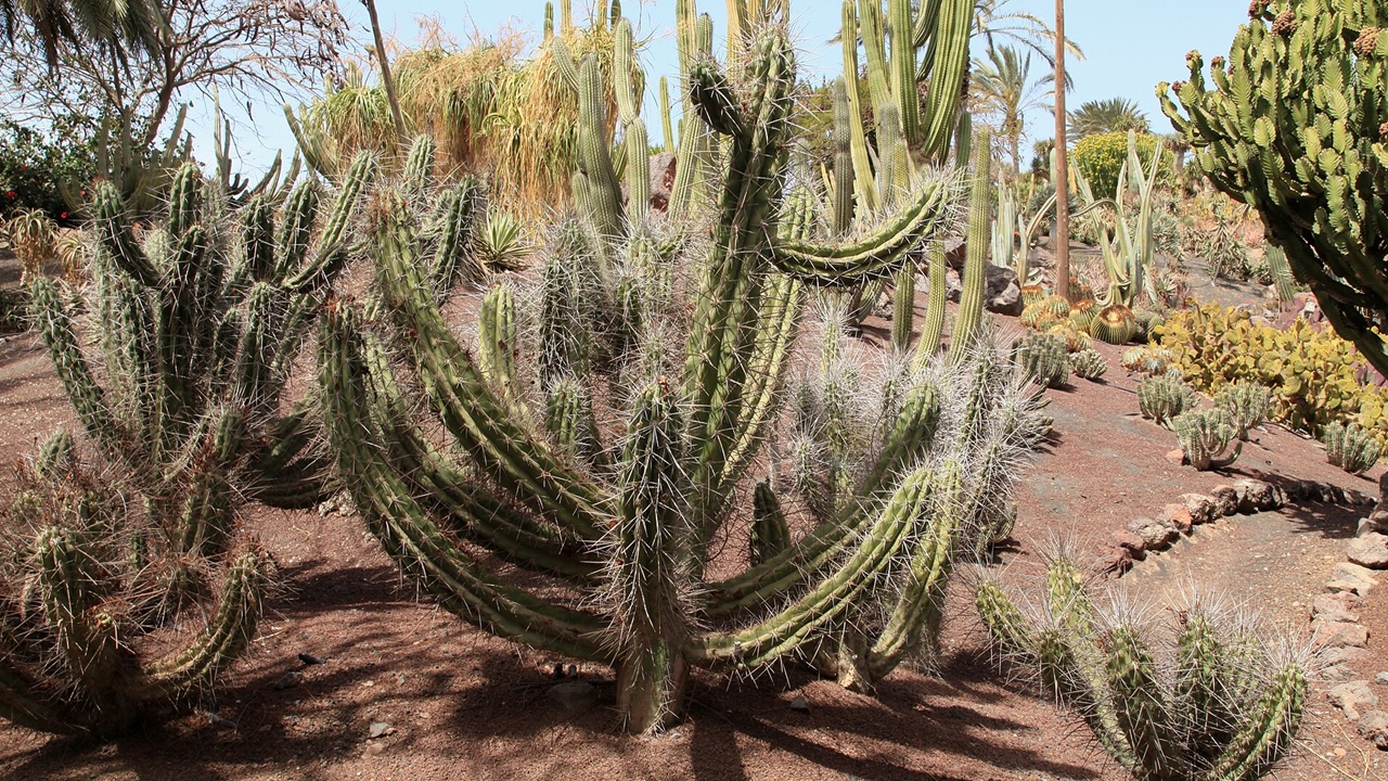 stetsonia coryne cactus candelabro