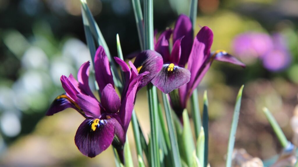 3 piante che aiutano a prevenire gli allagamenti in giardino