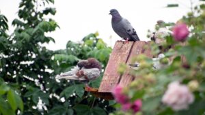 3 modi per attirare le colombe in giardino