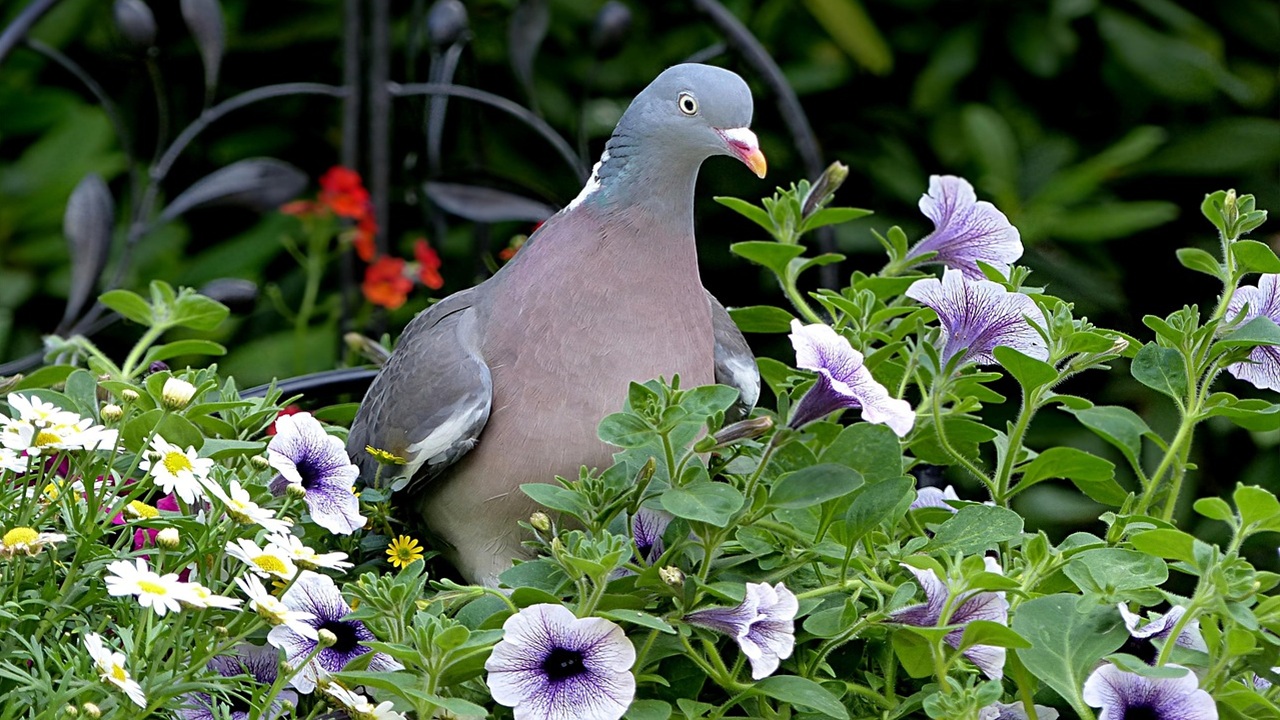 colombe giardino