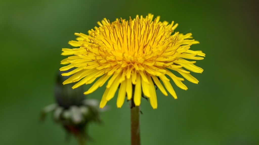 Denti di leone: perché potrebbe essere una buona idea lasciarli nel giardino