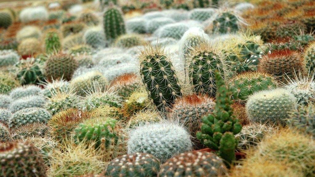 Differenze fra piante succulente e cactus: come distinguerle?