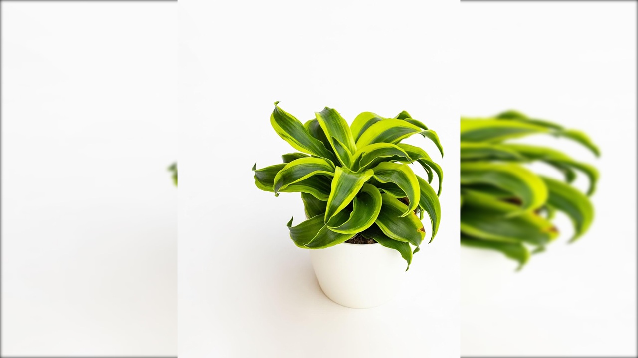 dracaena fragrans tornado