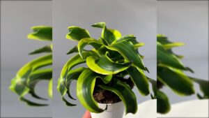 Dracaena fragrans ‘Tornado’: come mantenere la forma a vortice?