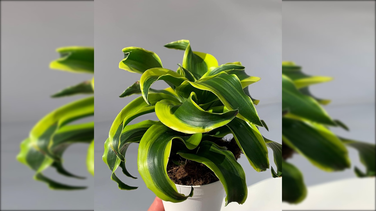 dracaena tornado
