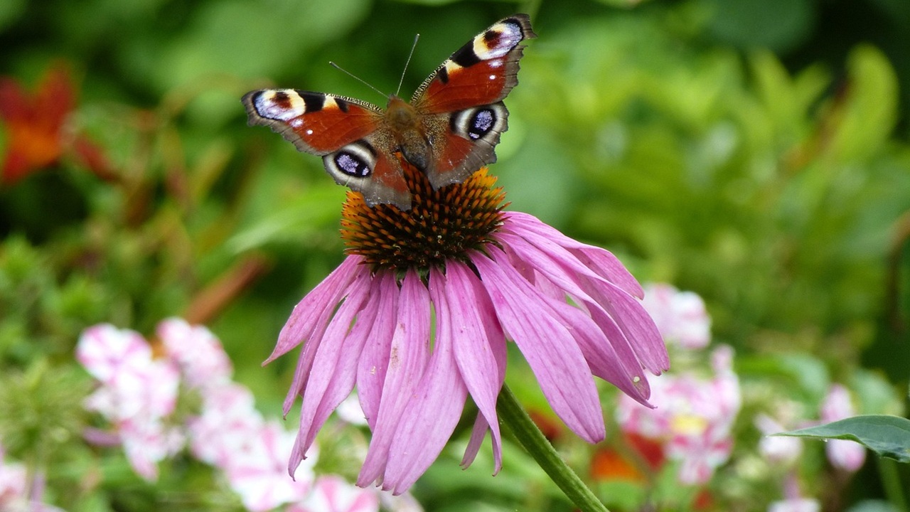 echinacea purpurea