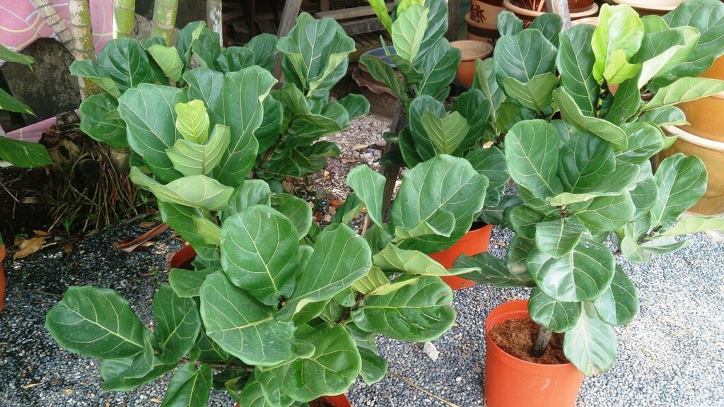 Ficus lyrata: come far produrre alla pianta nuovi germogli?