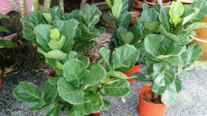 Ficus lyrata: come far produrre alla pianta nuovi germogli?