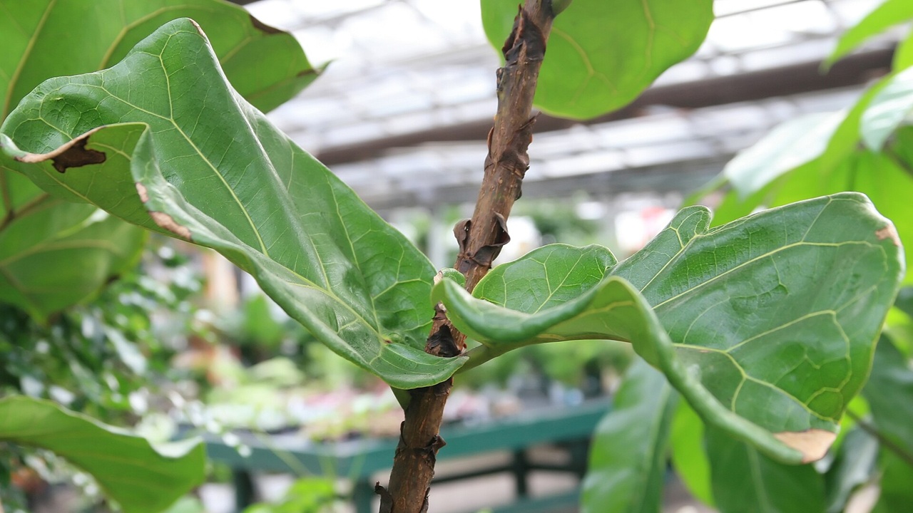 ficus lyrata foglie