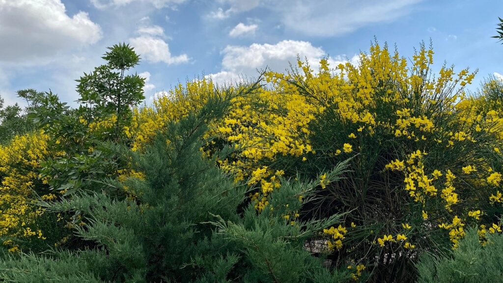 Che fiori sono quelli gialli lungo l’autostrada?