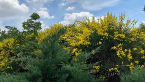 Che fiori sono quelli gialli lungo l’autostrada?