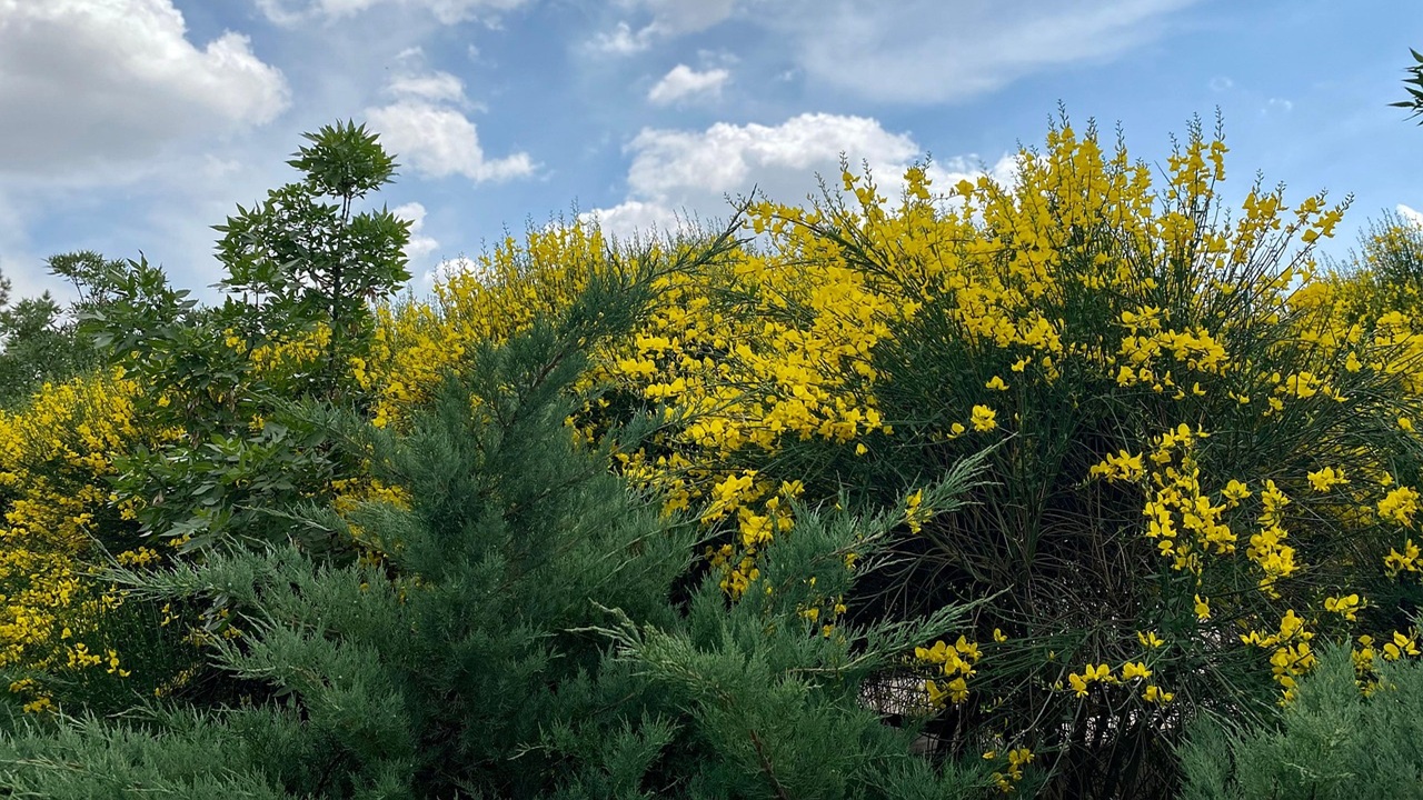fiori gialli autostrada