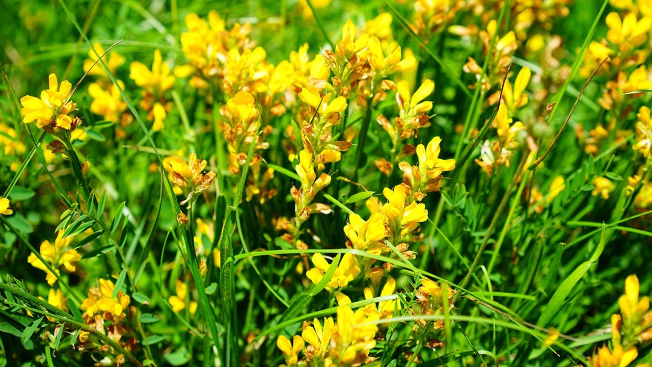 fiori gialli