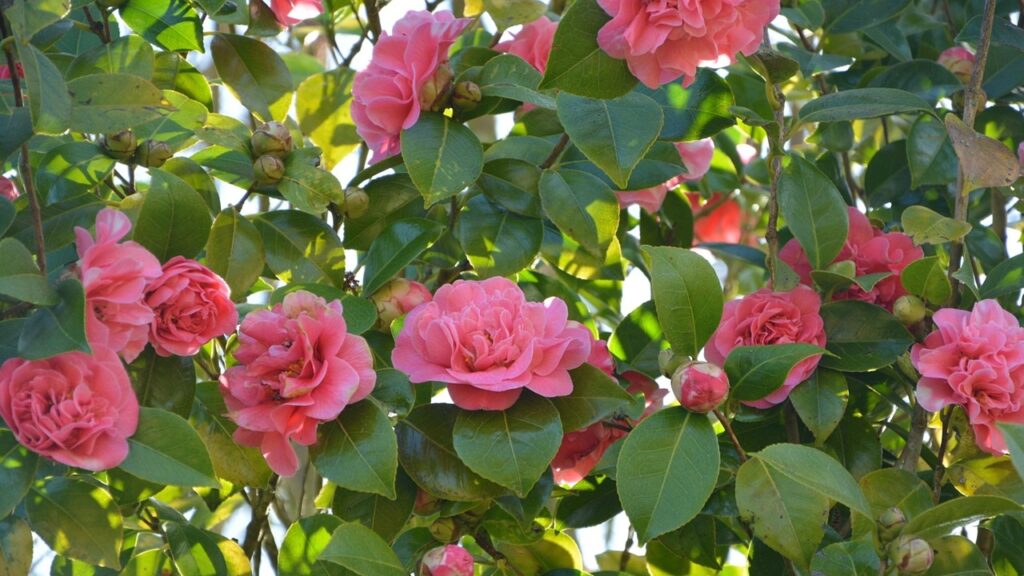 7 fiori rosa perfetti per i giardini in ombra