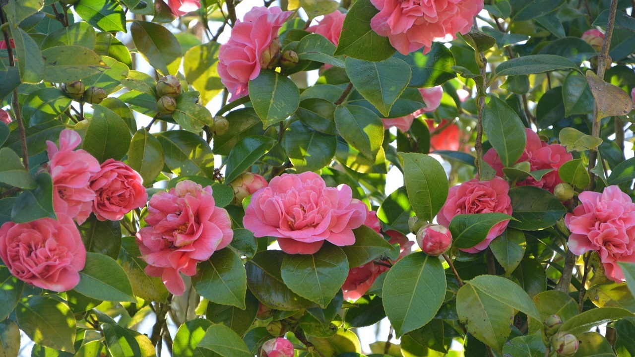 fiori rosa camelia