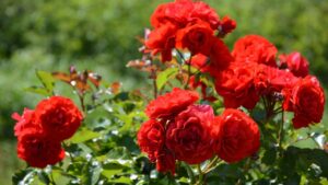 Fiori di rosa pendenti? Ecco come evitarlo