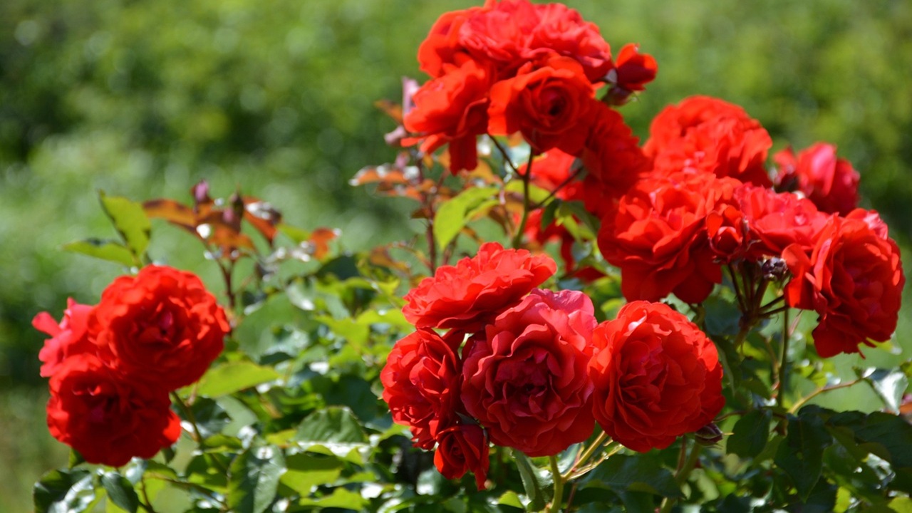 fiori rosa pendenti