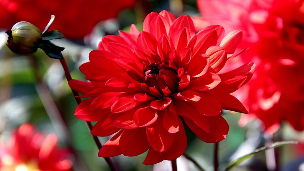5 fiori rossi da aggiungere alle aiuole per renderle incandescenti