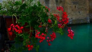 Cose che i gerani odiano: cosa evitare se volete vederli fiorire