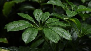 Giardini pluviali: cose da sapere prima di crearne uno