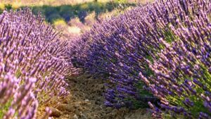 5 cose che non mancano mai nei giardini profumati