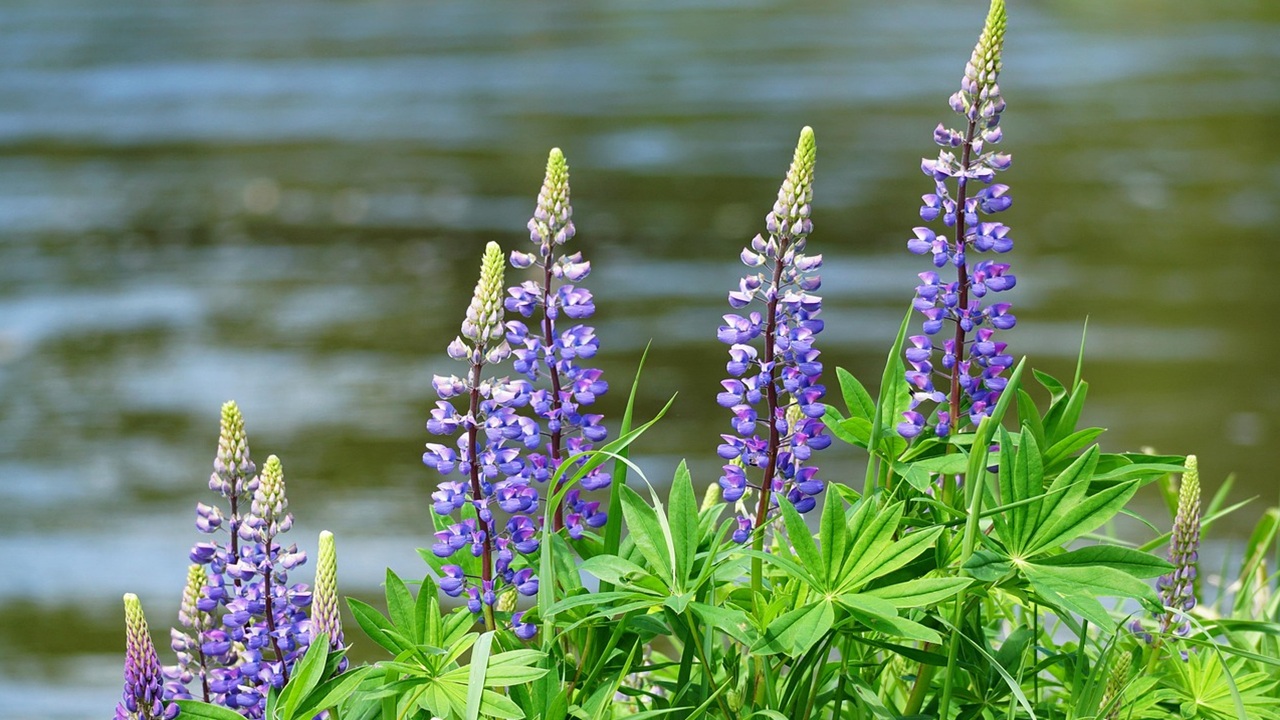 lupini fiori