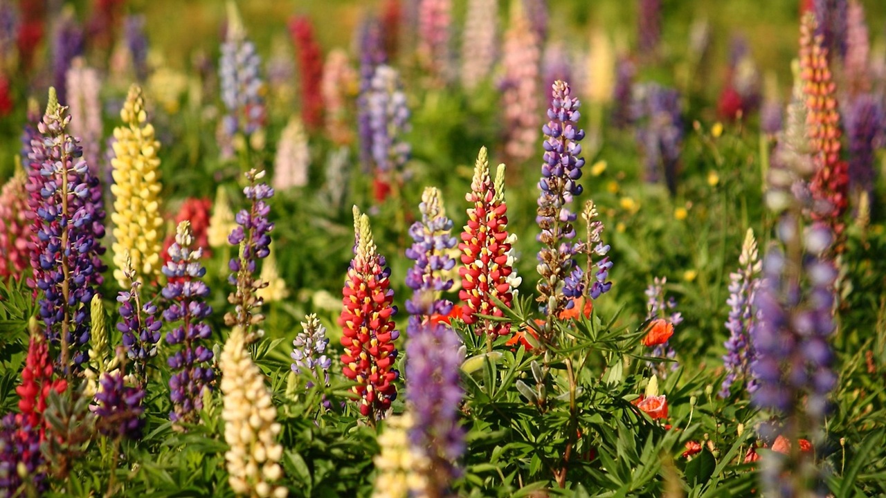 lupini