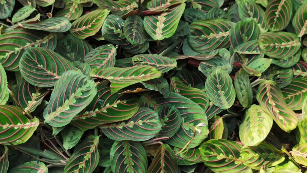 Maranta leuconeura: trucchi e segreti per coltivare la pianta della preghiera