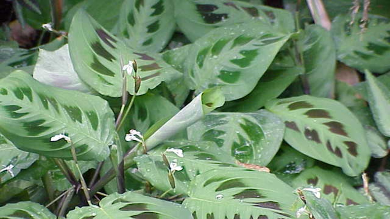 maranta leuconeura foglie