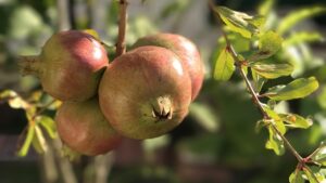 Melograno nano: come coltivarlo con successo anche nei giardini piccoli