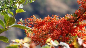Olivello spinoso: come coltivare l’Hippophae rhamnoides, l’arbusto dalle bacche arancioni