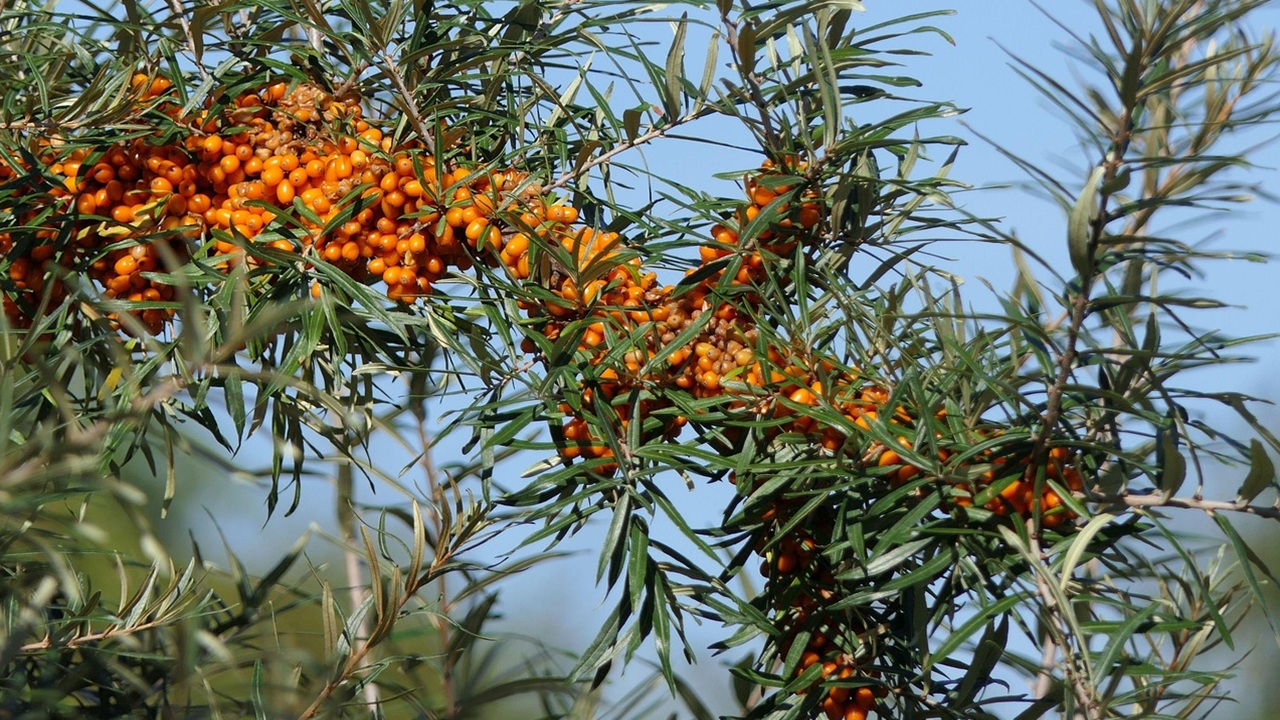 olivello spinoso bacche