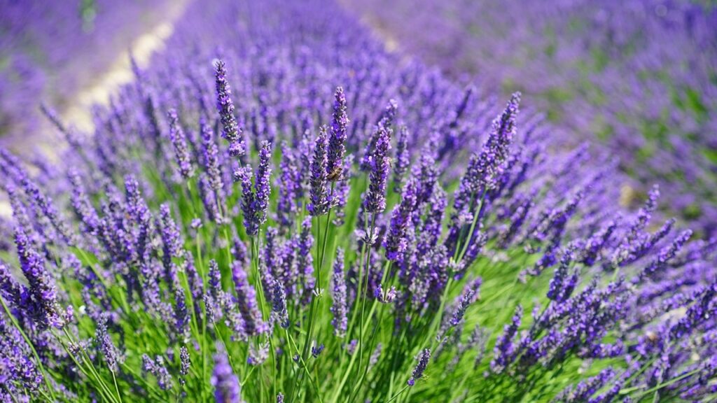 5 piante a bassa manutenzione che renderanno il giardino degno di un boutique hotel
