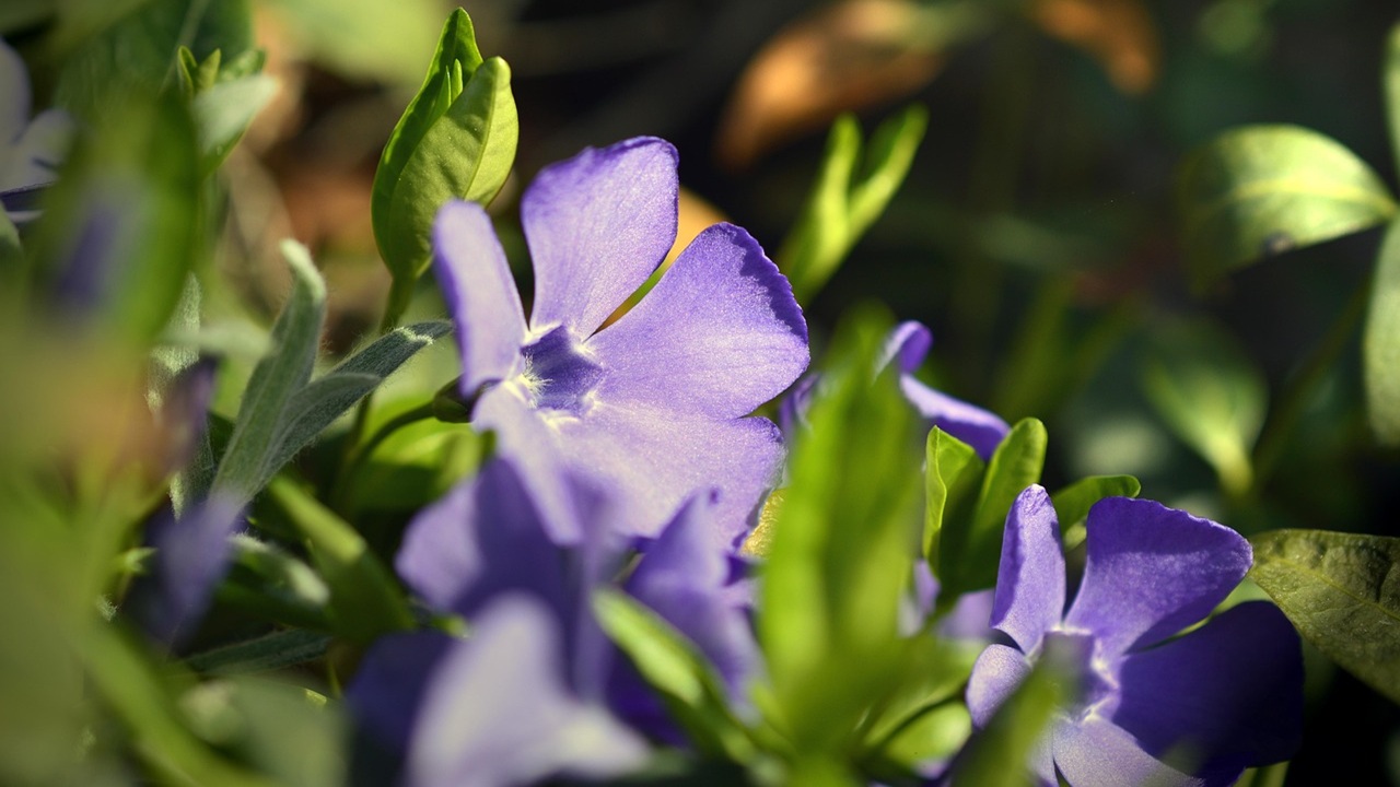 piante innocue invasive pervinca