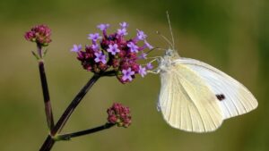 6 piante perenni che prosperano senza cure: le piantate e ve ne dimenticate