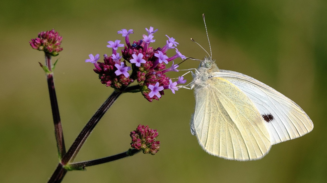 piante perenni verbena