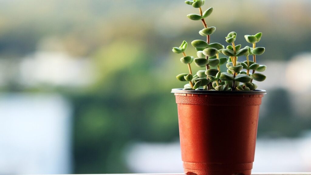 Le piante succulente stanno diventando lunghe e spoglie? Allora avete un problema
