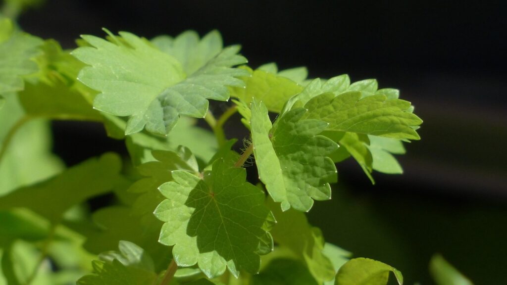 Pimpinella: come coltivare nell’orto questa erba aromatica perfetta per le insalate