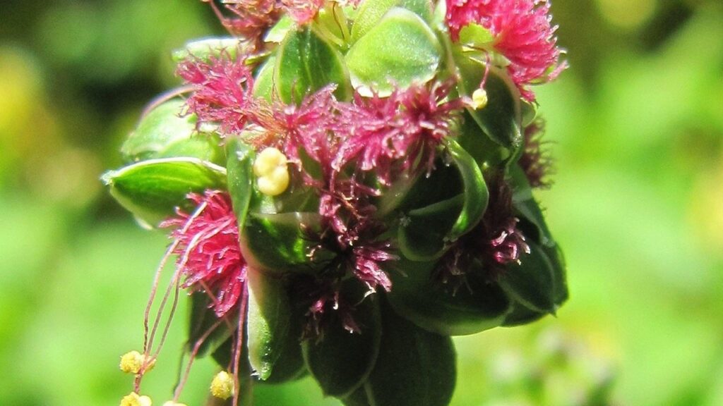 pimpinella fiori