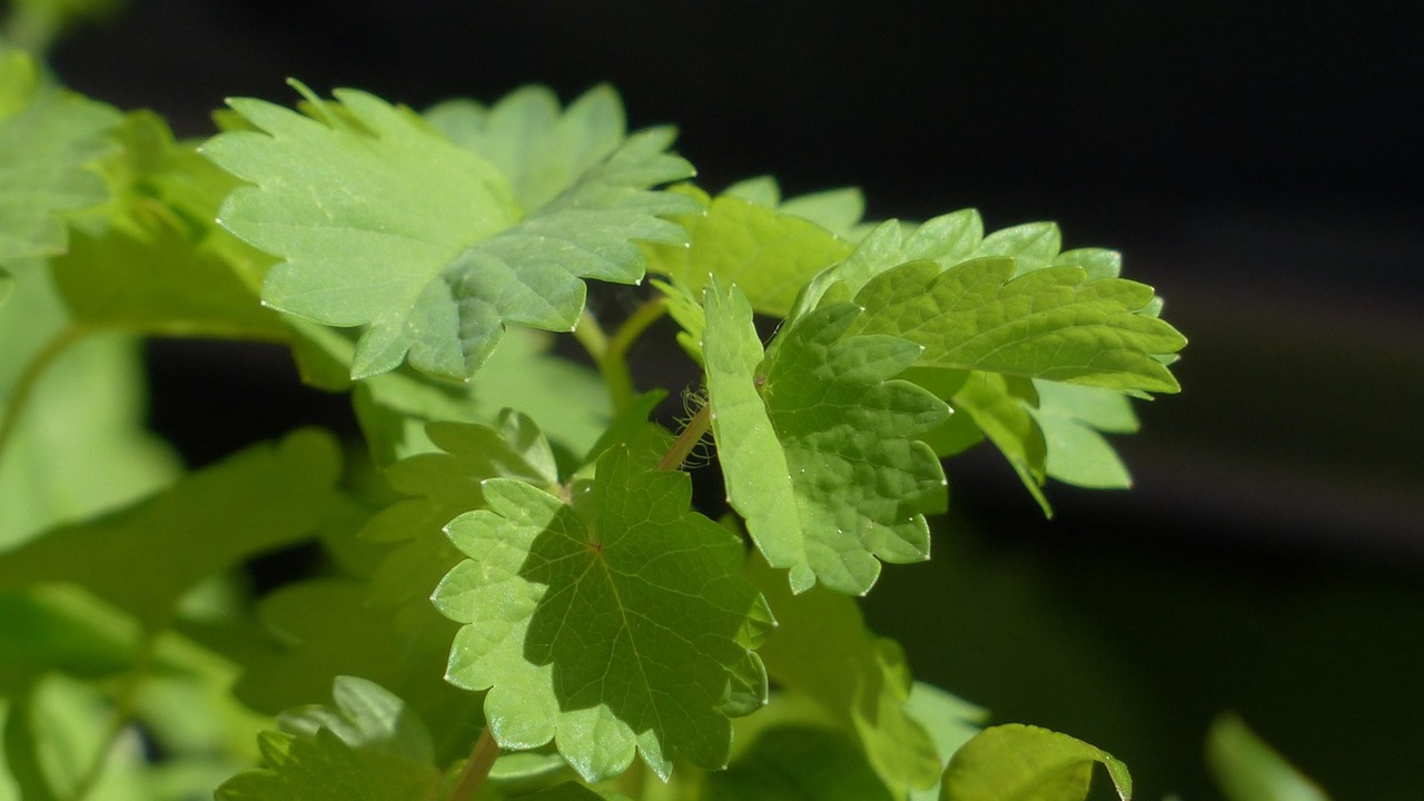 pimpinella