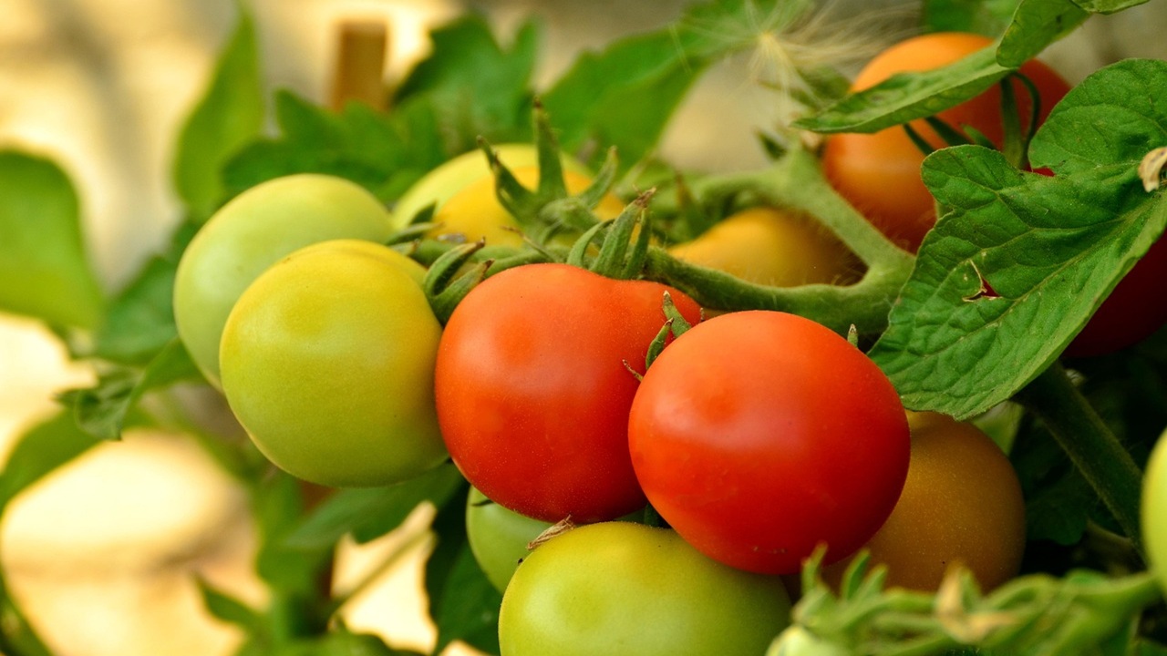 pomodori orizzontale