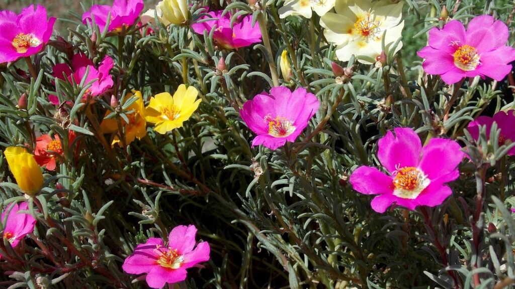 Portulaca grandiflora: come coltivare con successo la campanula giapponese in vaso