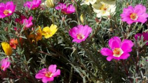 Portulaca grandiflora: come coltivare con successo la campanula giapponese in vaso