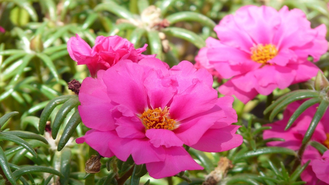 portulaca grandiflora fiori