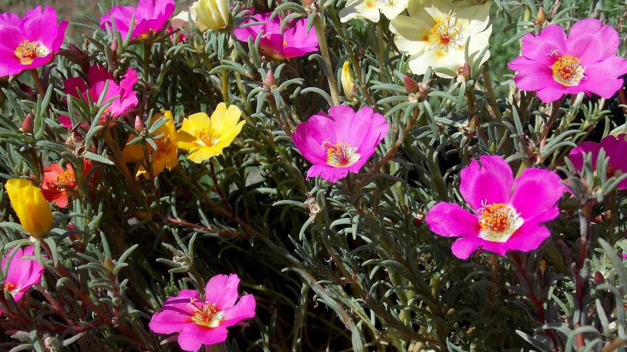 portulaca grandiflora