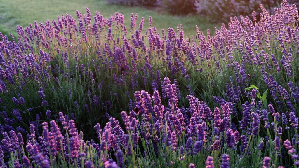 Come potare la lavanda per aumentare la fioritura estiva