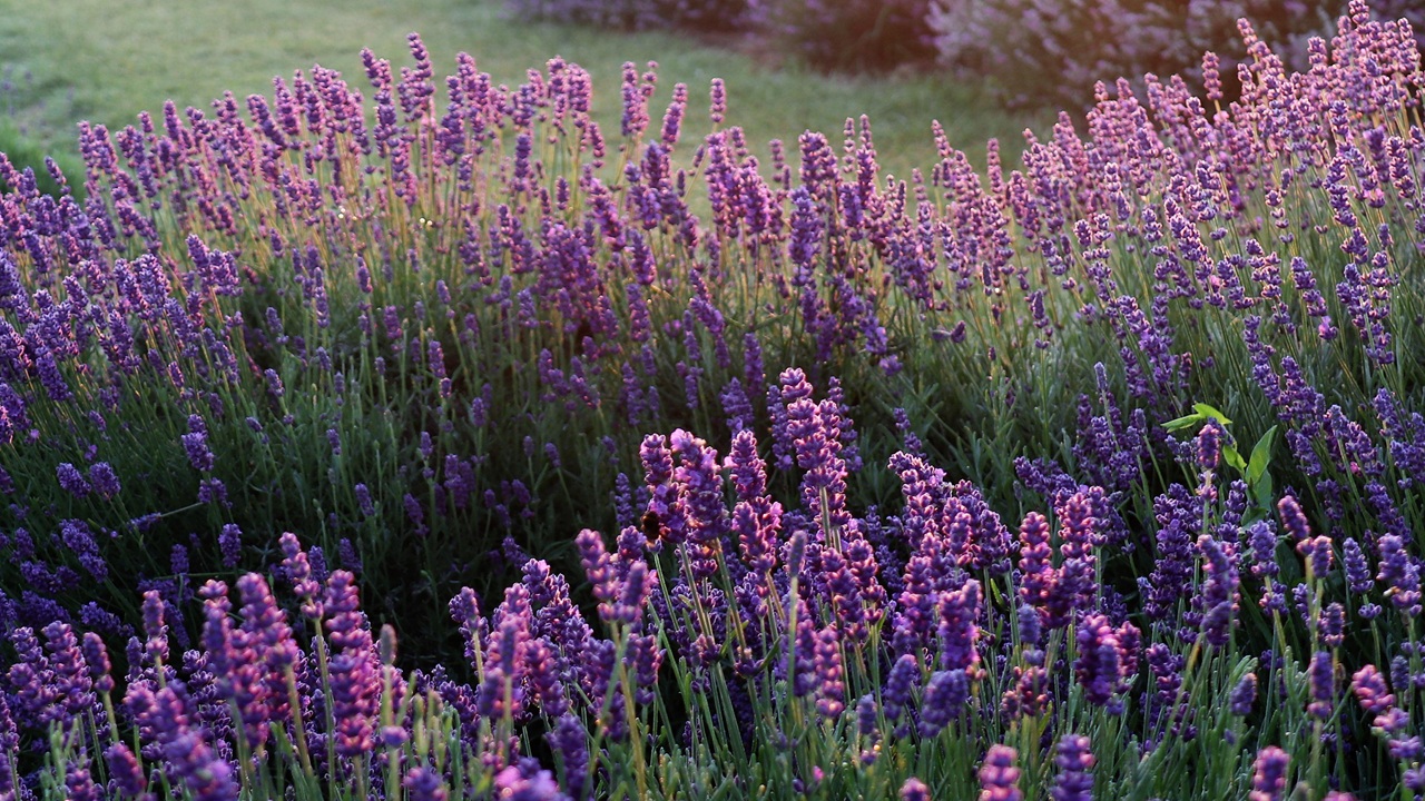 potare lavanda