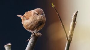 Come attirare gli scriccioli in giardino, infaticabili disinfestatori naturali