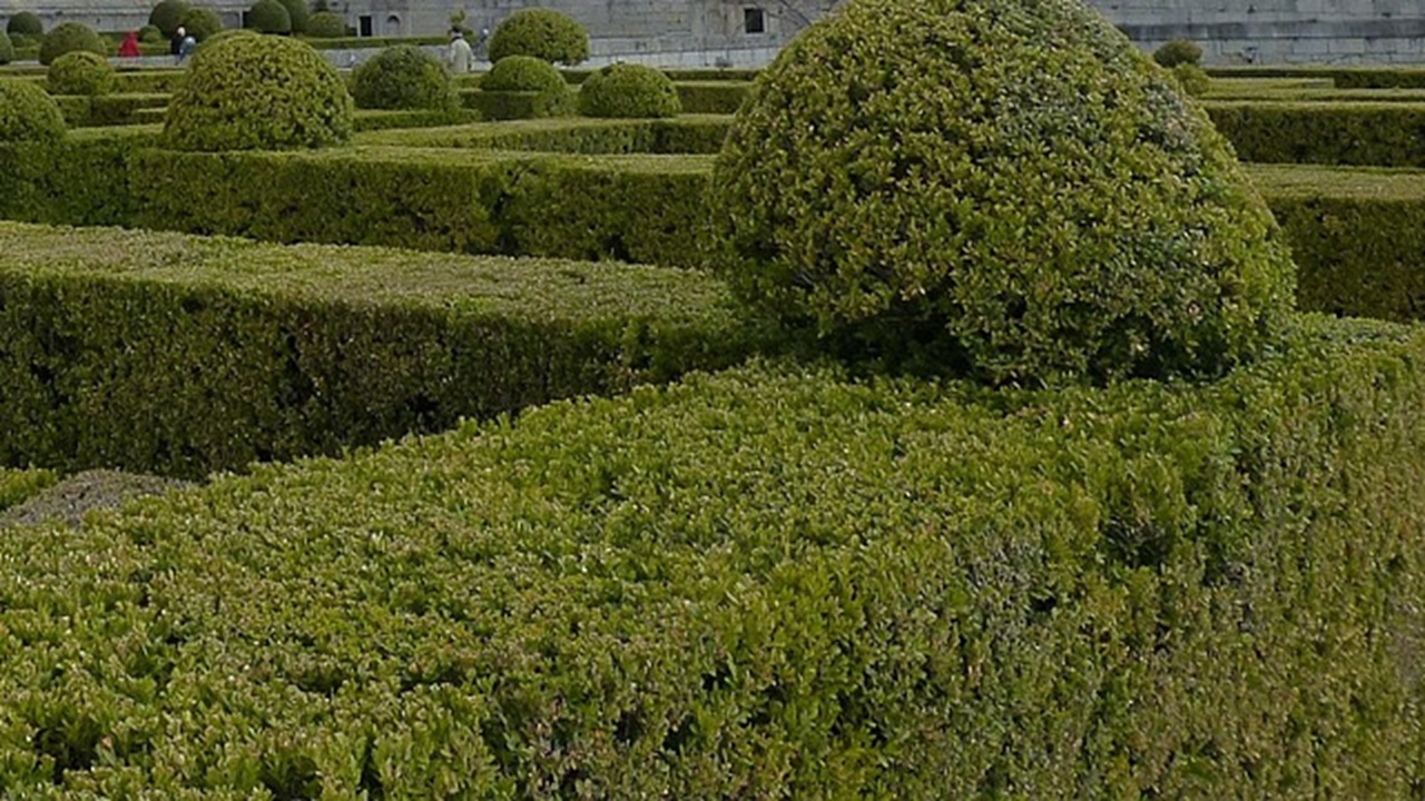 trend giardinaggio siepe bosso