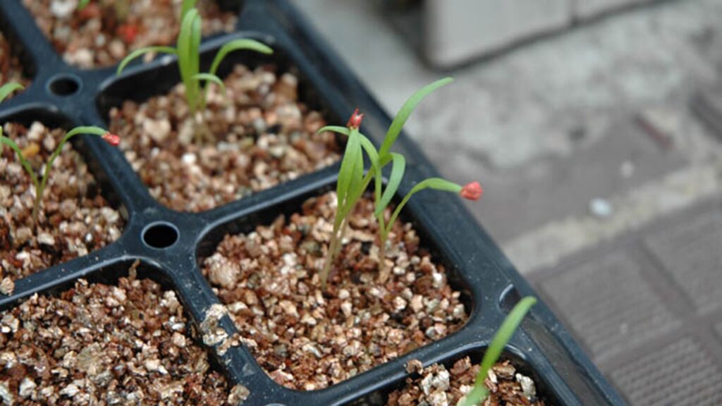 Meglio usare la perlite o la vermiculite?
